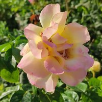 Нежность :: Валентина Богатко 