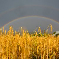 радуга после грозы :: леонид логинов радуга после грозы :: леонид логинов