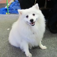 Собака-улыбака :: PRP 