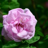 Лето в Ботаническом... Июнь. :: Наташа *****