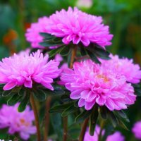 Астры :: Сергей Ц