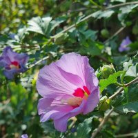 Застенчивое приветствие :: Наталья 