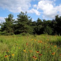 Лето :: Антонина Гугаева Лето :: Антонина Гугаева