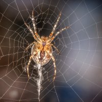 Арахнофобия :: Владимир Колесников