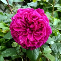 Роза. :: Ирина *** Роза. :: Ирина ***