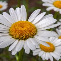 Ромашки :: Валерий Елистратов