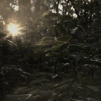 *** :: Сергей Сергеев