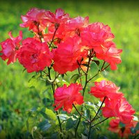 они на радость нам даны :: Олег Лукьянов они на радость нам даны :: Олег Лукьянов