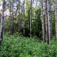 Лето :: Сапсан Лето :: Сапсан