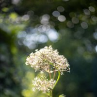 Валериана :: Анастасия Фотографовна