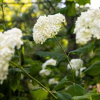 Гортензии :: Анастасия Фотографовна Гортензии :: Анастасия Фотографовна