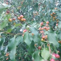 Яблочки наливаются... :: Андрей Хлопонин Яблочки наливаются... :: Андрей Хлопонин