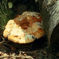 Валуй :: Леонид leo Валуй :: Леонид leo