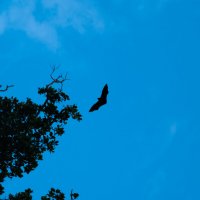 Летучая мышь в небе :: Максим Летучая мышь в небе :: Максим