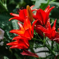 *** :: Виктор Иванович Чернюк