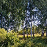 Родные берёзки :: Татьяна Лютаева