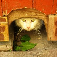 Просто кот :: Натали 