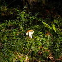 Красная шапочка. :: Михаил "Skipper" Красная шапочка. :: Михаил "Skipper"