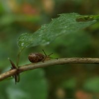 "улыбка" Улитки. :: Анатолий Пашковский