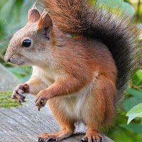 Белка :: Лина 