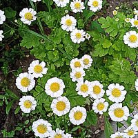 Цветы. :: Владимир Драгунский Цветы. :: Владимир Драгунский