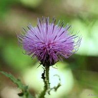 Ещё немного о калючках... :: Андрей Заломленков