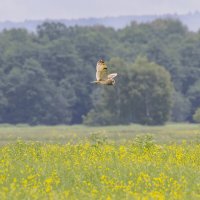 сова болотная :: юрий макаров сова болотная :: юрий макаров