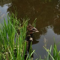 У берега :: Nataly St. 