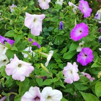 ,,, :: Сергей Тимоновский