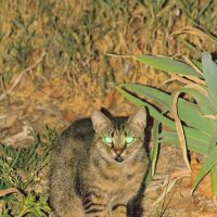 Ах почему ,почему тот светофор был зеленым !!! :: Giant Tao /