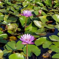 " :: Светлана Хращевская