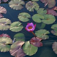 " :: Светлана Хращевская