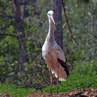 Красавчик! :: Alexandеr P