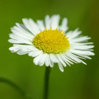 Mini Chamomile | 3 :: Sergey Sonvar