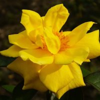 Роза :: Рита Симонова