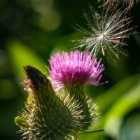 Колючка. :: Анатолий Нецепляев