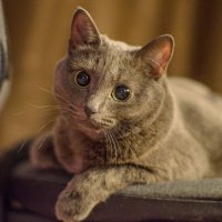 Домашняя кошка :: Andrej Guz