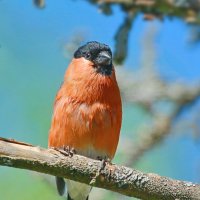 после дождя :: Andrey Bragin 