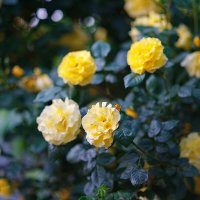 М85/1,4 :: Иваннович *