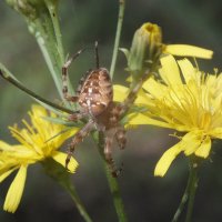 ** :: Зоя Мишина ** :: Зоя Мишина