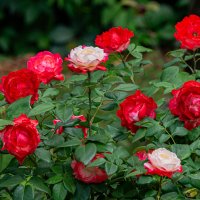 Красота. :: Ирина Соловьёва