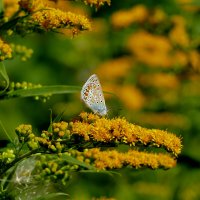 середина августа 2 :: Александр Прокудин