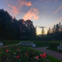 Розы на закате :: Сапсан 