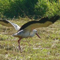 белый аист :: gawrilа - dan