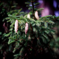 Молодые шишки :: Виталий Потапкин