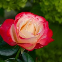 О красоте цветов. :: Милешкин Владимир Алексеевич 