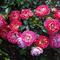 Веночек из роз :: Лидия Бусурина Веночек из роз :: Лидия Бусурина