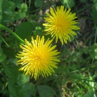 лето :: марта Камушкина