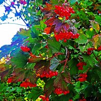 Август.ю..Спеют на солнце ягоды калины красной! :: Владимир 