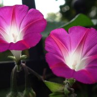 Ипомея :: Рита Симонова